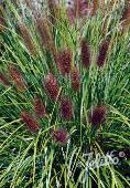 Pennisetum alopecuroides var. viridescens